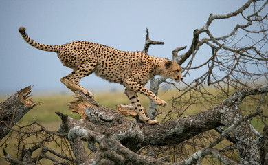 Cheetah on a tree in the savannah. Kenya. Tanzania. Africa. National Park. Serengeti. Maasai Mara. An excellent illustration.