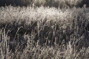 Grass covered with frost