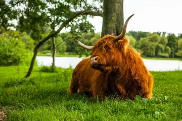 Foto auf Acrylglas Kuh Haustiere Kühe auf Natur.