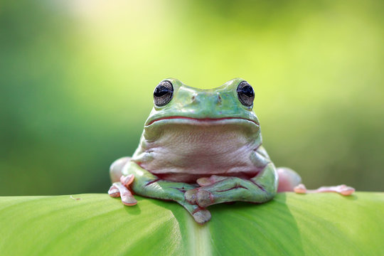Close-up of a Dumpy tree frog (Ranoidea caerulea) sitting on a leaf in front of a green background, Australia