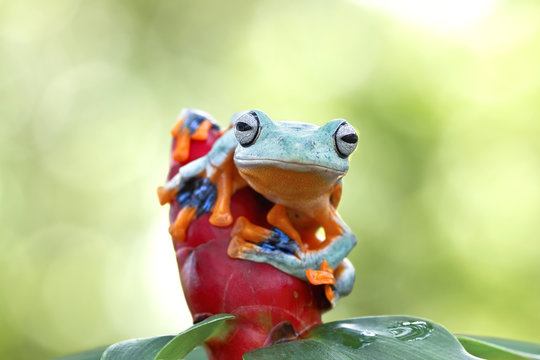 Javan gliding tree frog, Australia