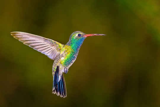 Close-up side view of a colourful Broad-billed Hummingbird (Cynanthus latirostris) hovering in mid air, Arizona, USA