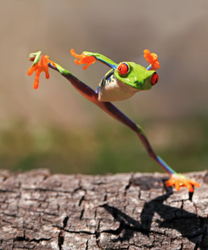 Red eye tree frog (agalychnis callidryas) standing on one leg dancing, Riau Islands, Indonesia