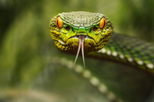 Close-up Portrait of a green pit viper (Trimeresurus) flicking its tongue, Riau Islands, Indonesia