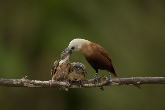 Bird Feeding chicks, Jember, East Java, Indonesia
