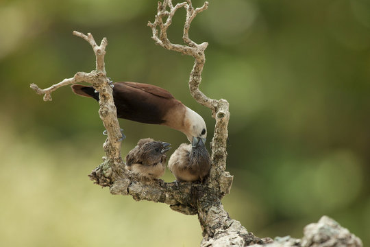 Bird Feeding chicks, Jember, East Java, Indonesia