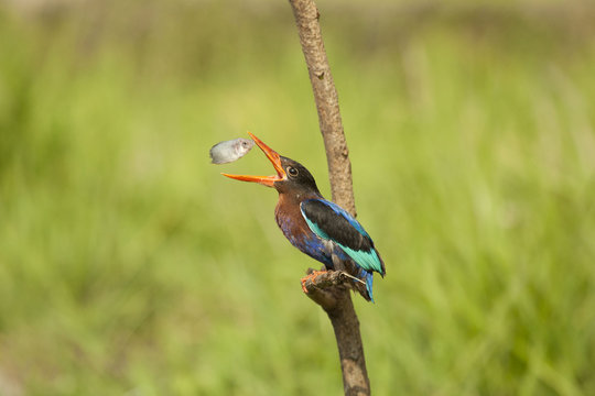Kingfisher bird catching a fish