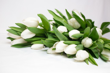 beautiful white tulips isolated on white