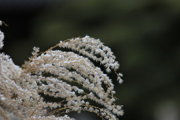 Gras mit Schnee 