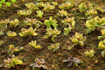 Obraz premium Vegetables salad growing out of the earth in the garden