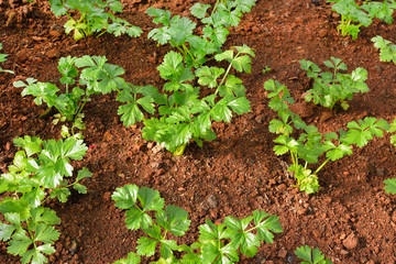 Vegetables salad growing out of the earth in the garden