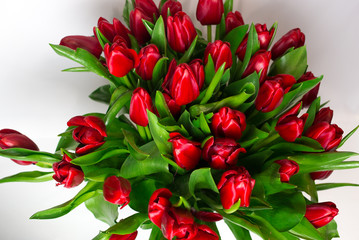 Bouquet of red tulips isolated on white background