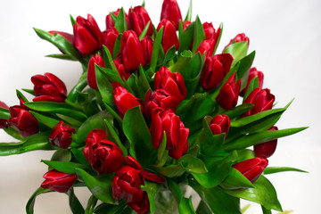 Bouquet of red tulips isolated on white background