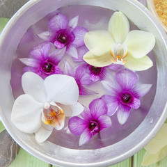 Frische bunte Orchideen