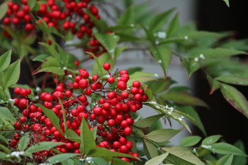 Obraz premium Beeren am Strauch mit Schnee