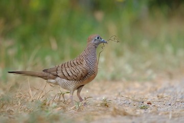 Zebra dove on ground in the park