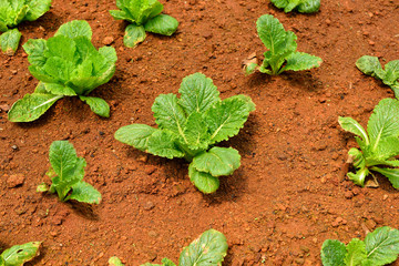 Vegetables salad growing out of the earth in the garden
