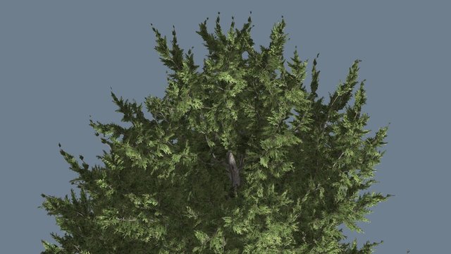 Hollywood Juniper Branchy Tree Crown Top of Tree Coniferous Evergreen Shrub is Swaying a Little Small Tree Scale-Like Leaves Vivid Green Foliage Needles