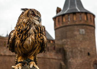 Eagle owl against Muiderslot castle. Holland.

