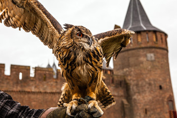Eagle owl against Muiderslot castle. Holland.
