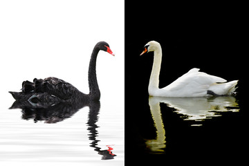 Obraz premium Beautiful swan