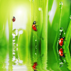 ladybug on fresh green grass