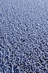 frost patterns on lake