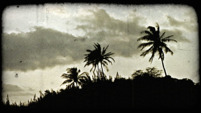 Palm trees and sunset 1. Vintage stylized video clip.