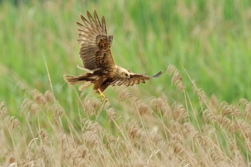 Marsh Harrier (Circus aeruginosus)