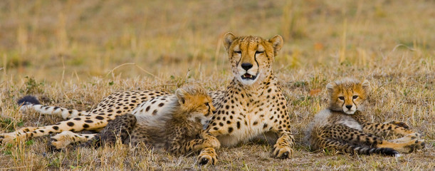 Mother cheetah and her cub in the savannah. Kenya. Tanzania. Africa. National Park. Serengeti. Maasai Mara. An excellent illustration.