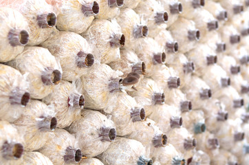Close-up organic mushrooms farm