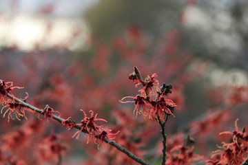 Hamamelis Zaubernuss