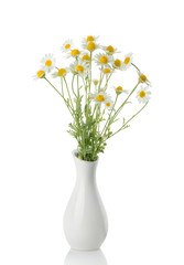 Chamomiles isolated on white background. cutout