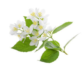 Jasmine flower isolated on white. whithout shadow
