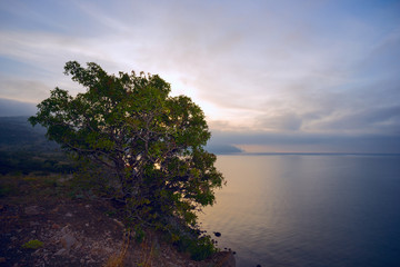 Tree on a rocky seashore at sunrise.