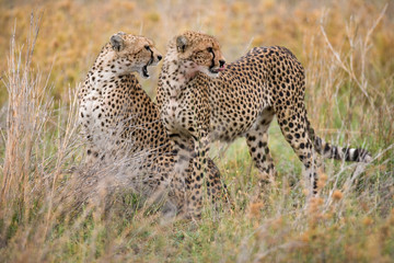 Two cheetah in the savanna. Kenya. Tanzania. Africa. National Park. Serengeti. Maasai Mara. An excellent illustration.