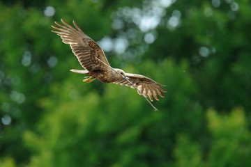 Marsh Harrier (Circus aeruginosus)
