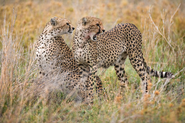 Two cheetah in the savanna. Kenya. Tanzania. Africa. National Park. Serengeti. Maasai Mara. An excellent illustration.