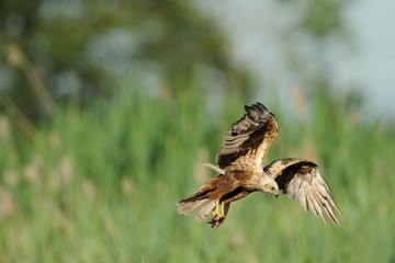 Marsh Harrier (Circus aeruginosus)