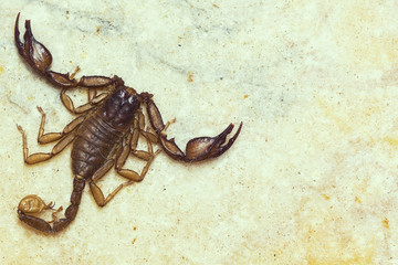 Scorpion macro