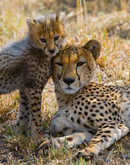 Mother cheetah and her cub in the savannah. Kenya. Tanzania. Africa. National Park. Serengeti. Maasai Mara. An excellent illustration.