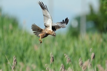 Marsh Harrier (Circus aeruginosus)