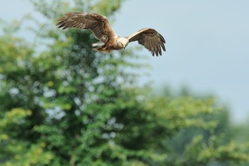 Marsh Harrier (Circus aeruginosus)