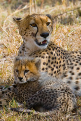 Mother cheetah and her cub in the savannah. Kenya. Tanzania. Africa. National Park. Serengeti. Maasai Mara. An excellent illustration.