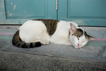 Stay cat sleeping on the mat