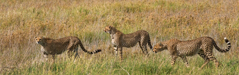 Three cheetahs in the savannah. Kenya. Tanzania. Africa. National Park. Serengeti. Maasai Mara. An excellent illustration.