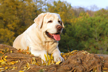 a nice yellow labrador in the park in autumn