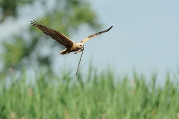 Marsh Harrier (Circus aeruginosus)