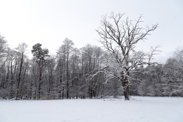 Fototapeta premium Snowy forest landscape with lone standing old oak tree covered up in snow.