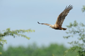Marsh Harrier (Circus aeruginosus)